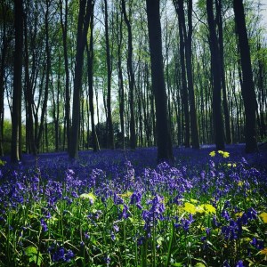 Micheldever Bluebells