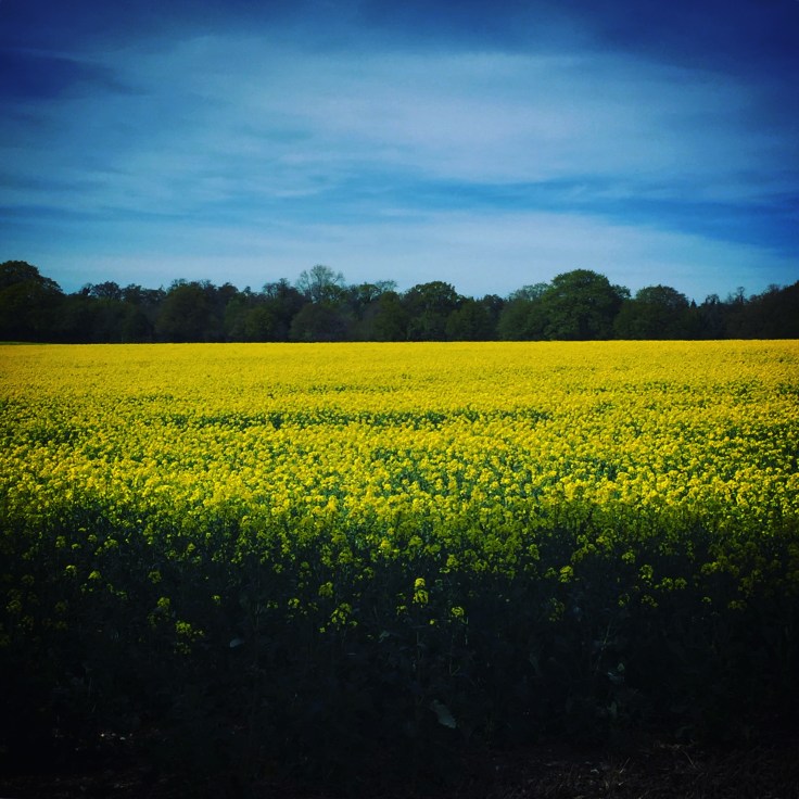 Rapeseed