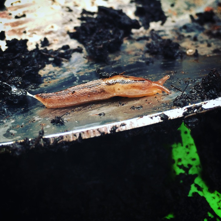 Planting in our garden