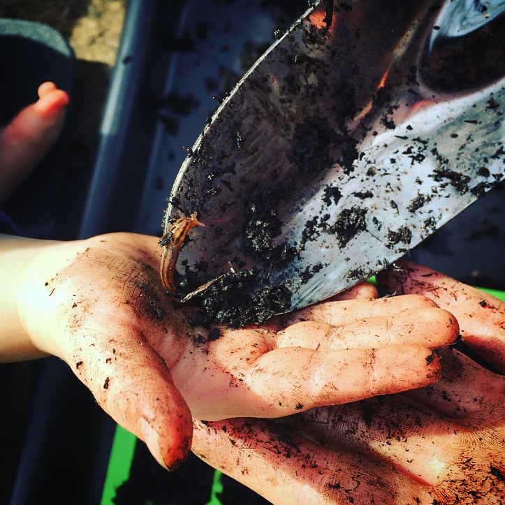 Planting in our garden