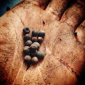 Planting in our garden