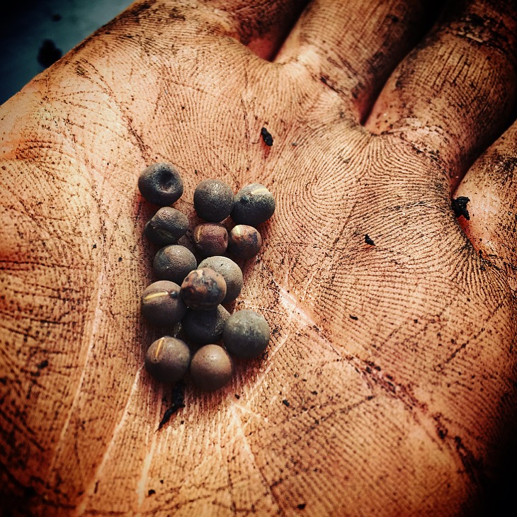 Planting in our garden