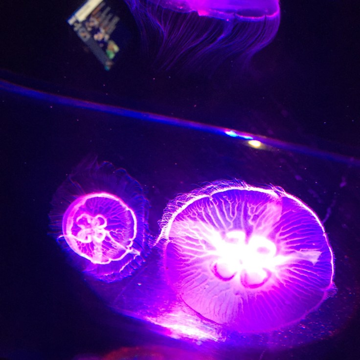 Weymouth SEA LIFE Adventure Park Review