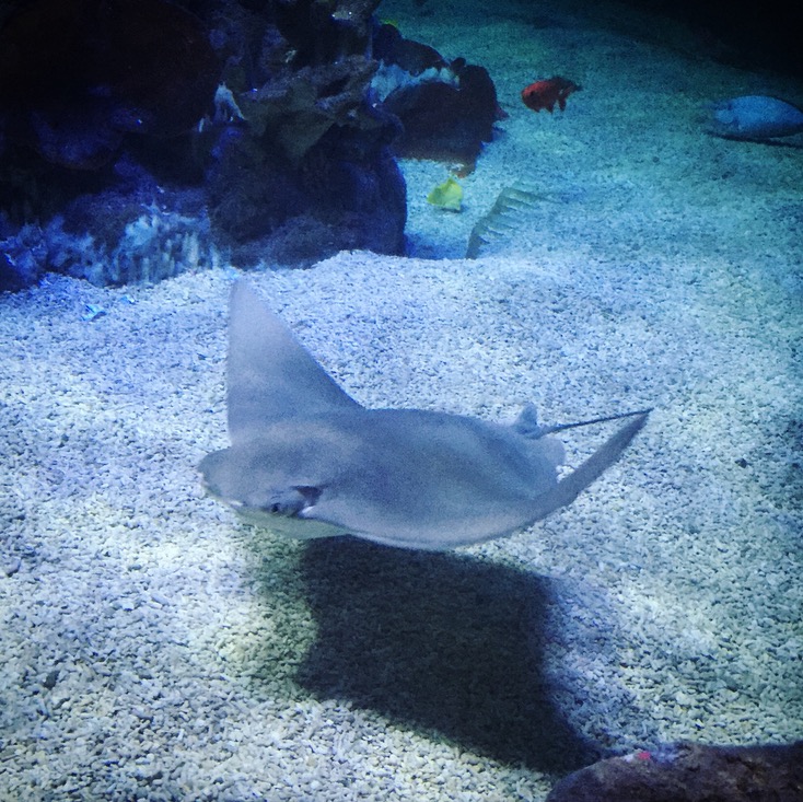 Weymouth SEA LIFE Adventure Park Review