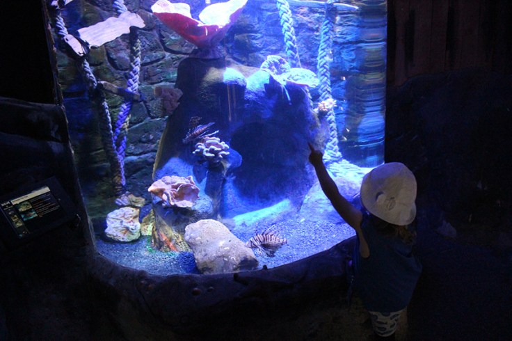 Weymouth SEA LIFE Adventure Park Review