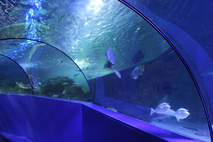 Weymouth SEA LIFE Adventure Park Review