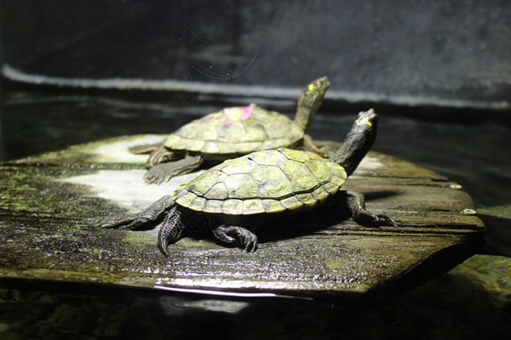 Weymouth SEALIFE Review