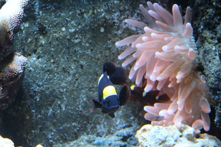 Weymouth SEA LIFE Adventure Park