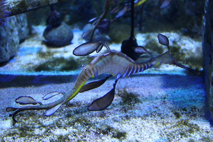 Weymouth SEA LIFE Adventure Park Review