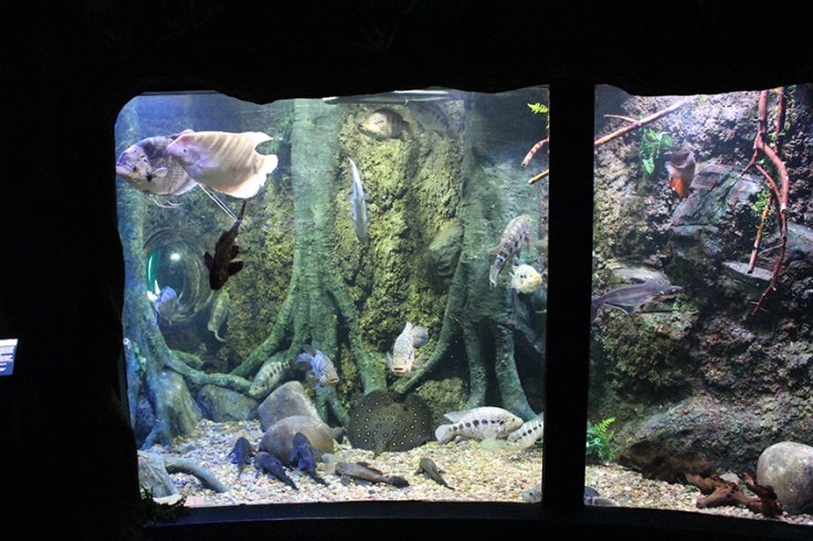 Weymouth SEALIFE Review