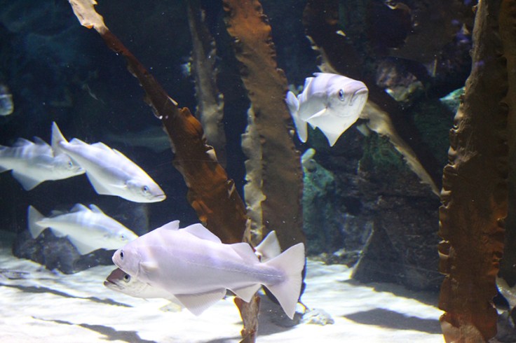 Weymouth SEA LIFE Adventure Park Review