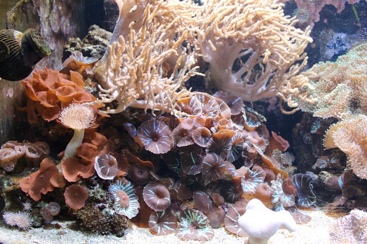 Weymouth SEALIFE Review