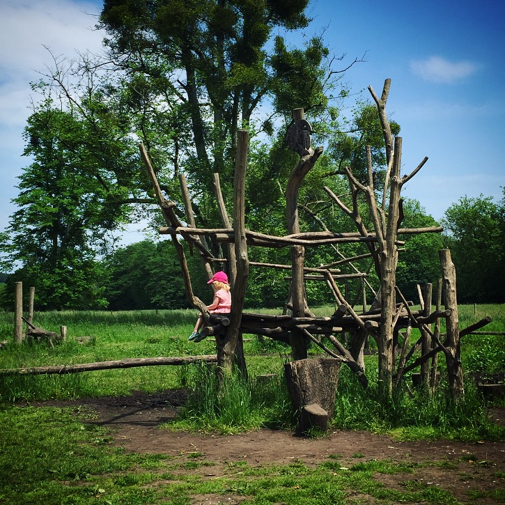 Roses at Mottisfont, National Trust 
