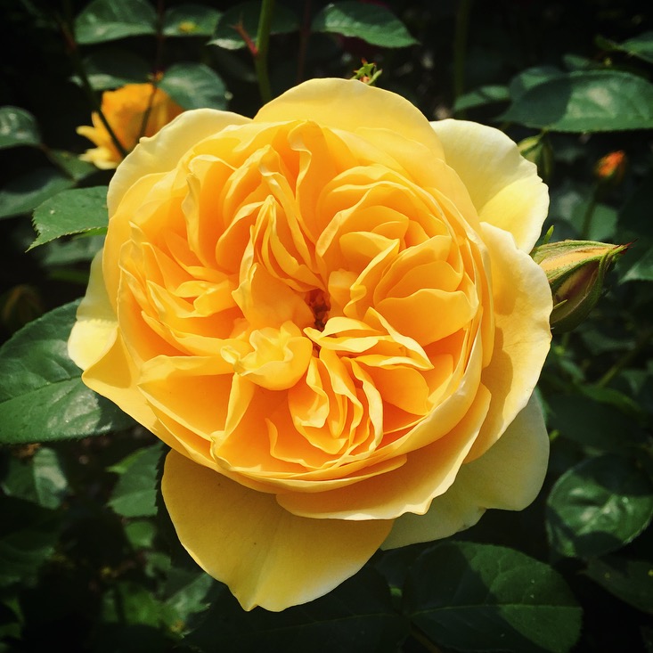 Roses at Mottisfont, National Trust