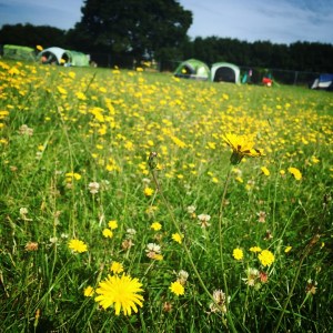 Jimmy's Farm Harvest Festival