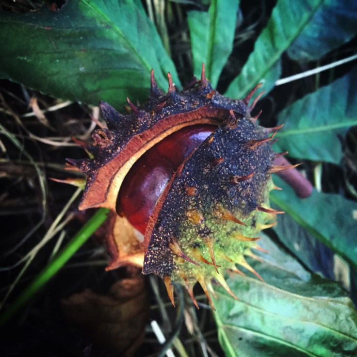 First Signs of Autumn