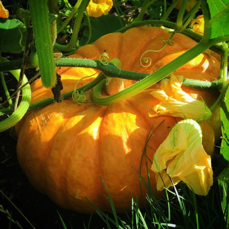 First Signs of Autumn