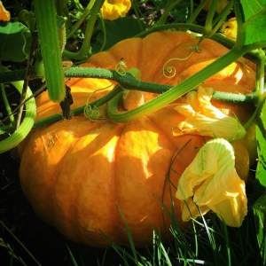 First Signs of Autumn