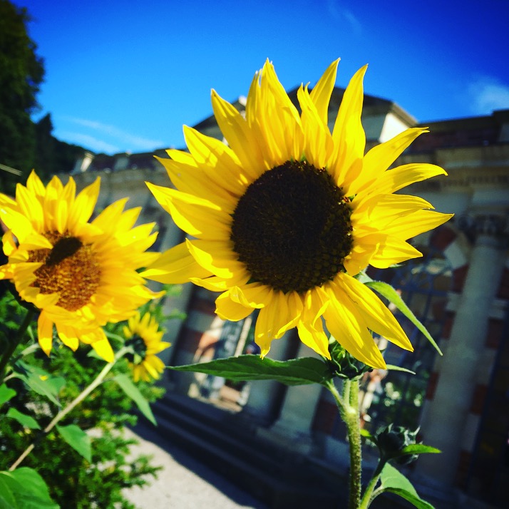Sunflowers at Tyntesfield