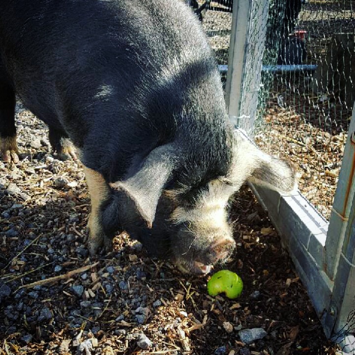 Millers Ark, Hampshire Review