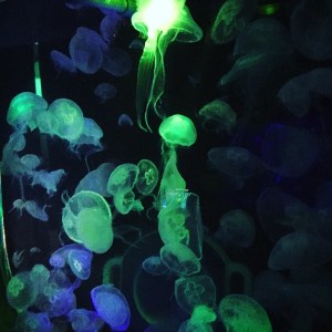 New Ideas Zone at Weymouth SeaLife centre