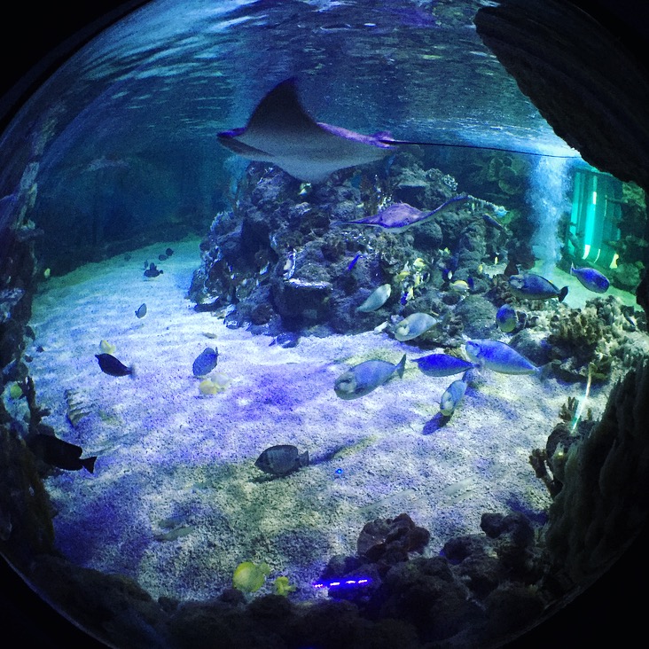 New Ideas Zone at Weymouth SeaLife centre