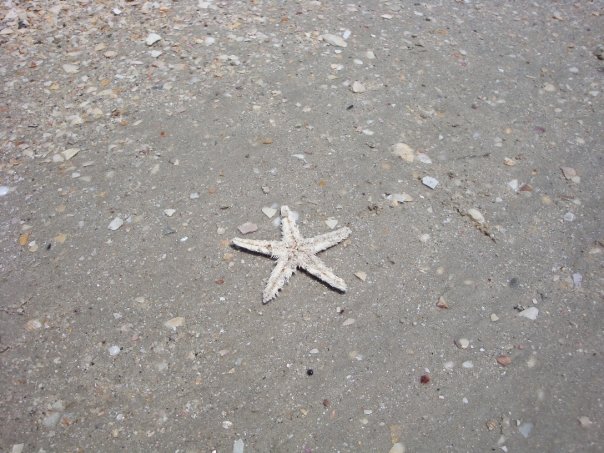 dried-starfish