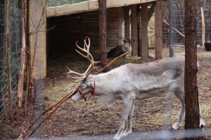 LaplandUK Review 2016