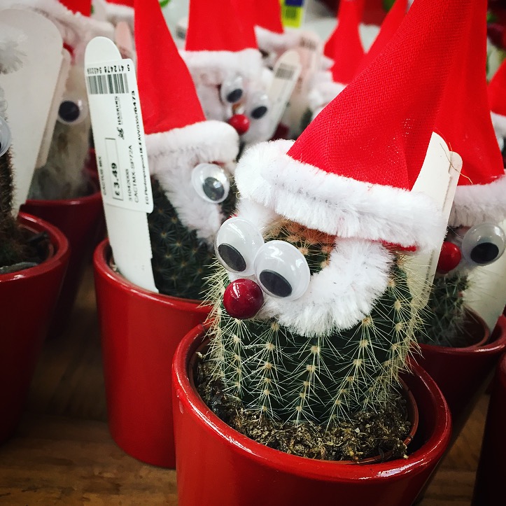 Haskins Garden Centre Christmas 