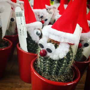 Haskins Garden Centre Christmas