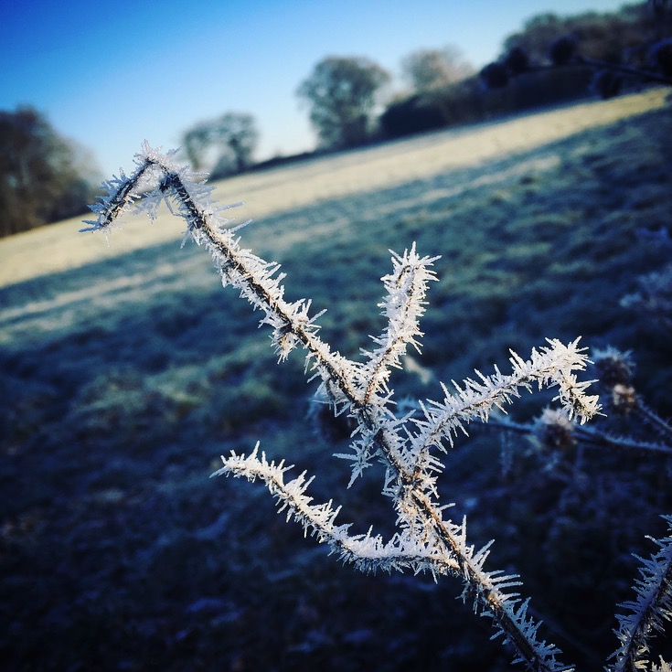 Frost 
