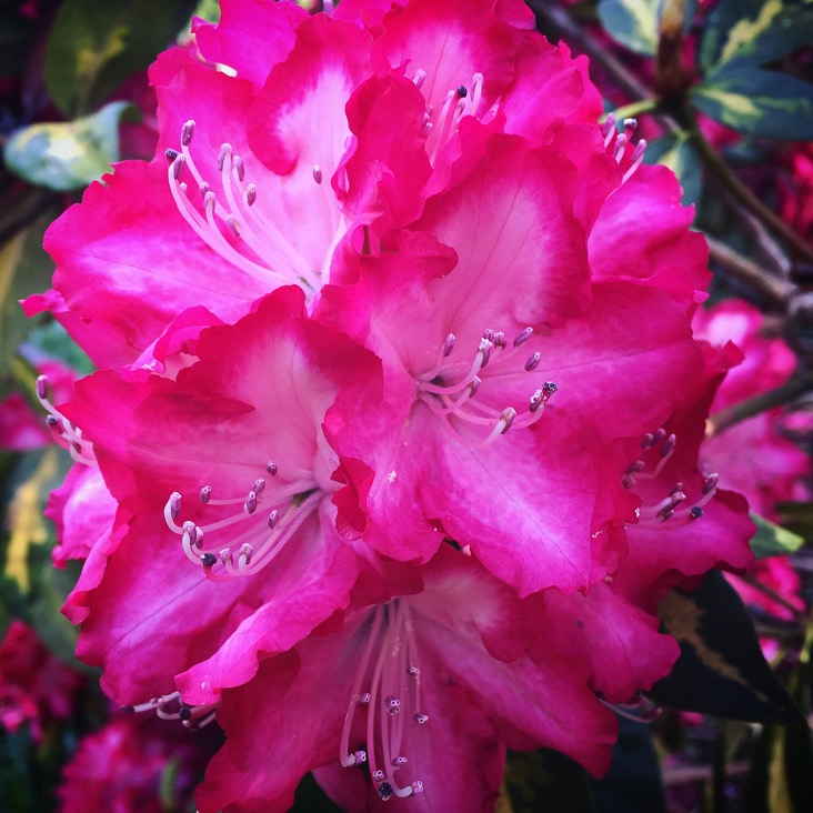 Exbury Gardens Review