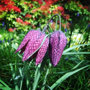 Exbury Gardens Review