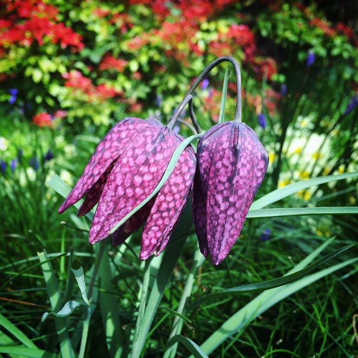 Exbury Gardens Review