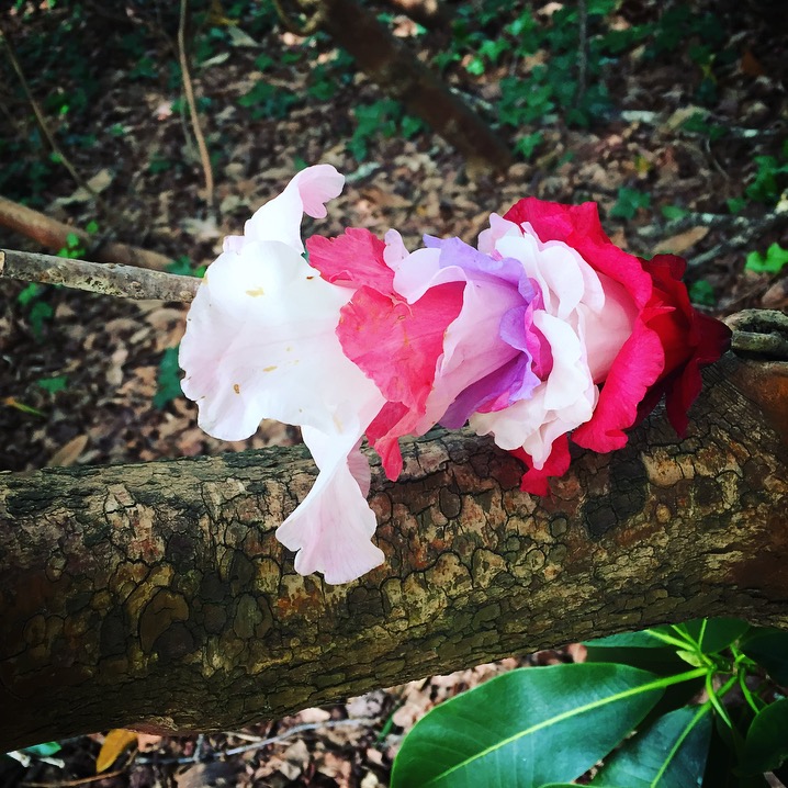 Exbury Gardens Review