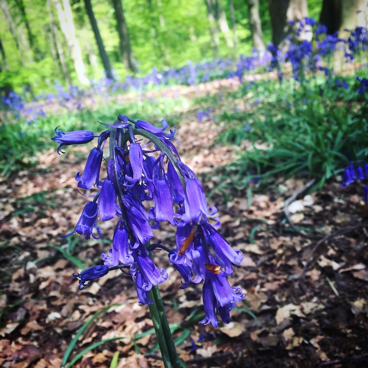 Bluebell wood in Hampshire