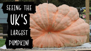 Seeing the UK's largest Pumpkin!