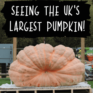 Seeing the UK's largest Pumpkin!