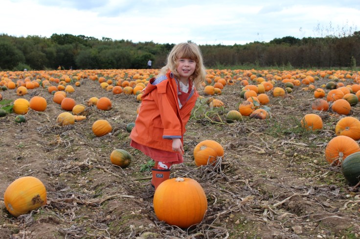 Halloween at Pickwell Farm