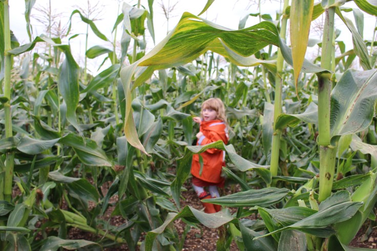 Pumpkin Picking at Pickwell Farm