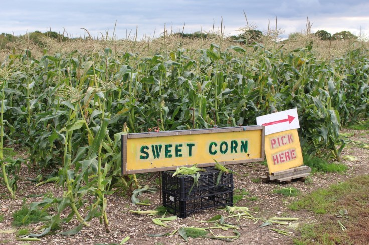 Sweetcorn at Pickwell Farm