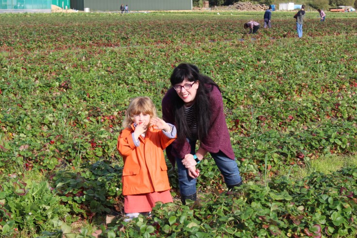 Strawberry Picking at Pickwell Farm