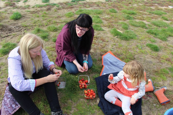 Strawberry Picking at Pickwell Farm