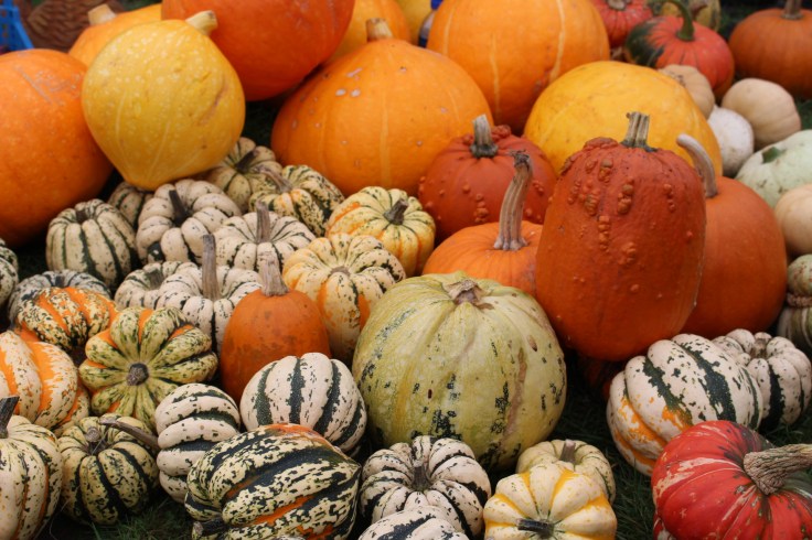 The Autumn Pumpkin Festival at Royal Victoria Country Park