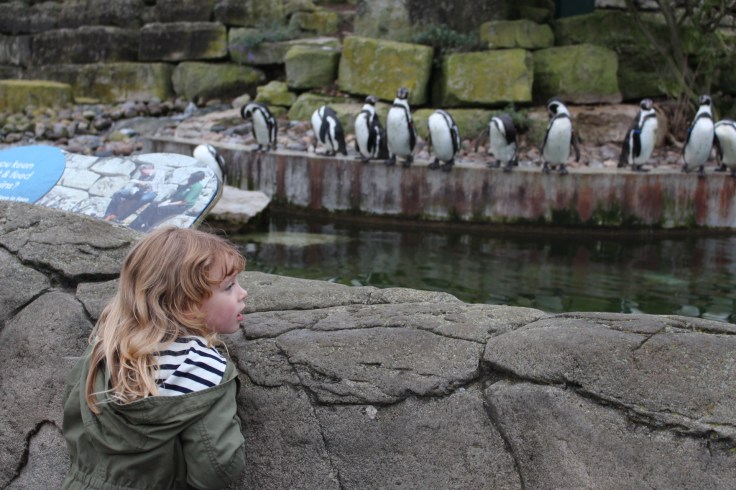 Christmas at Marwell 2017 Review