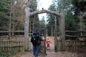 Tall Trees Trail, New Forest