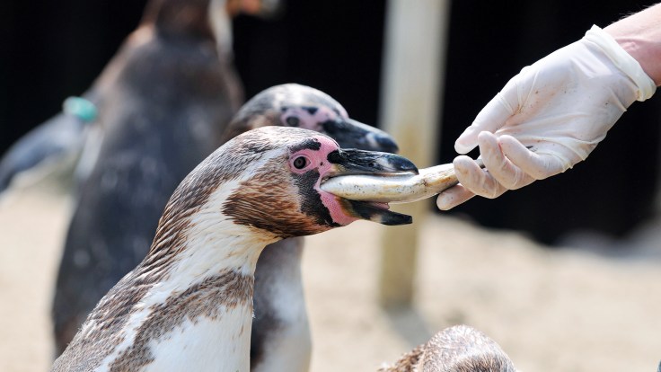 Weymouth SEA LIFE Adventure Park