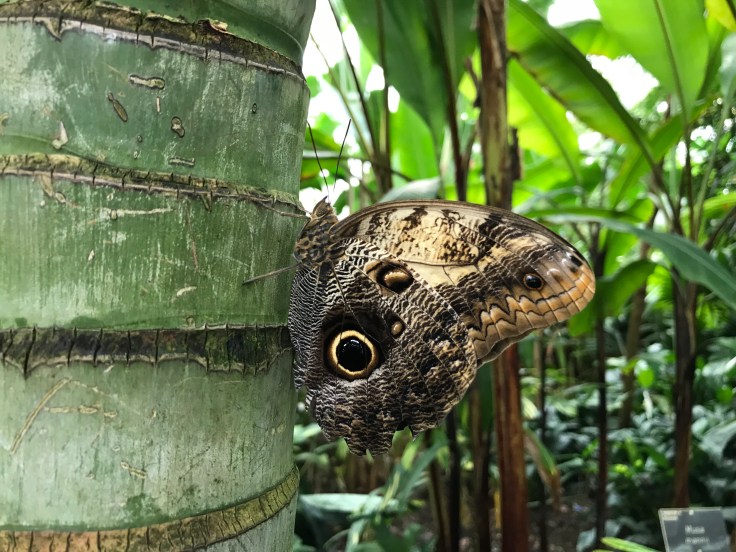 Beautiful Butterflies at RHS Wisley