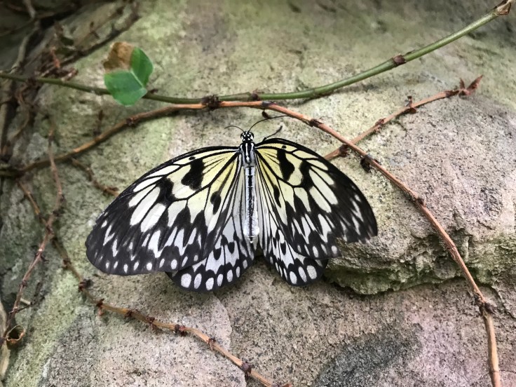 Beautiful Butterflies at RHS Wisley