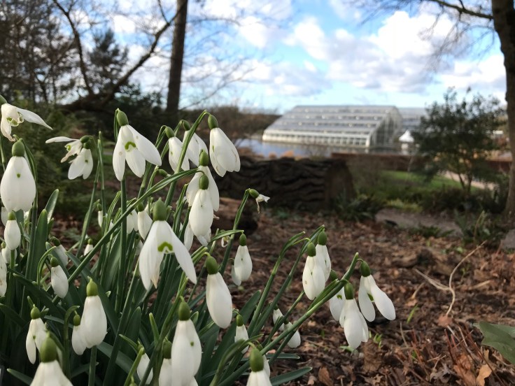 Beautiful Butterflies at RHS Wisley